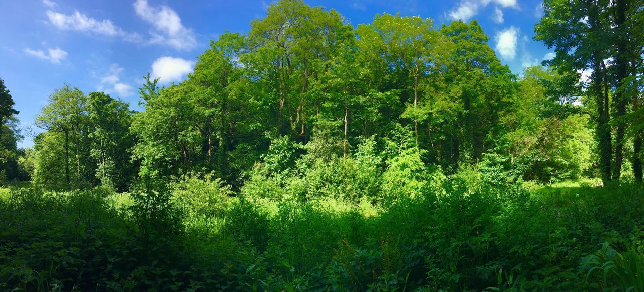 TREES IN THE FOREST