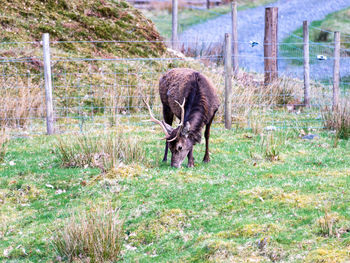 Sheep grazing in a field