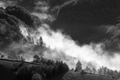 Panoramic shot of trees on field against sky