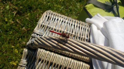 High angle view of dragonfly on picnic basket