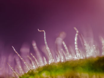 Viola macro photo with high magnification on purple background