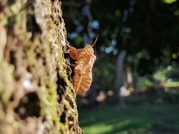 Close-up of dry leaves on tree trunk