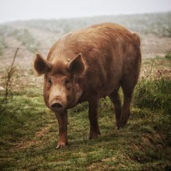 Portrait of pig standing in field
