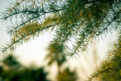 Closeup details of the pine tree