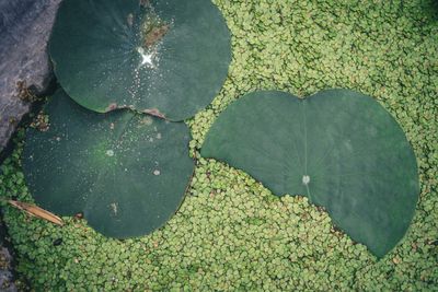 Full frame shot of green leaves