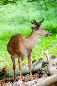 Deer standing in a forest