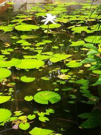 Close-up of lotus water lily in pond