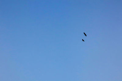 Low angle view of birds flying in sky