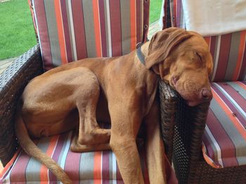 Dog sleeping on chair