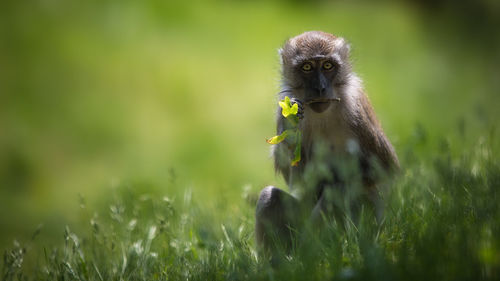 Close-up of monkey on field