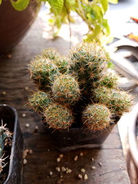 High angle view of cactus plants