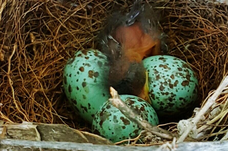 animal nest, new life, animal egg, bird nest, beginnings, egg, close-up, fragility, no people, nature, easter, hay, day, straw, outdoors, food and drink, growth, animal themes, food, freshness