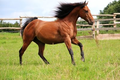 Horse standing in ranch