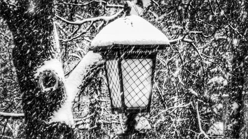 Close-up of snow on tree