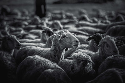 Close-up of sheep relaxing outdoors