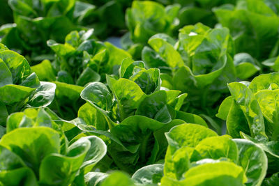 Full frame shot of fresh green leaves