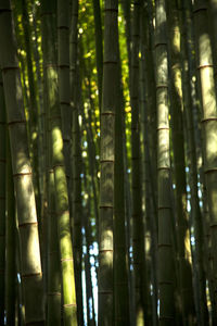 Full frame shot of bamboo trees in forest
