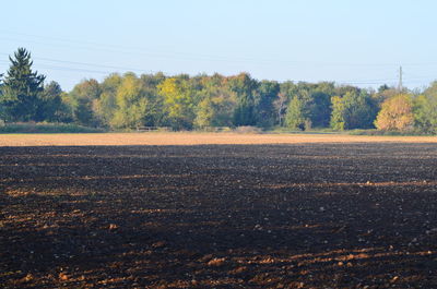 Close-up of trees against clear sky