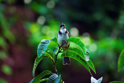 Close-up of bird perching on plant