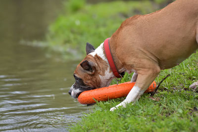 Close-up of dog looking away