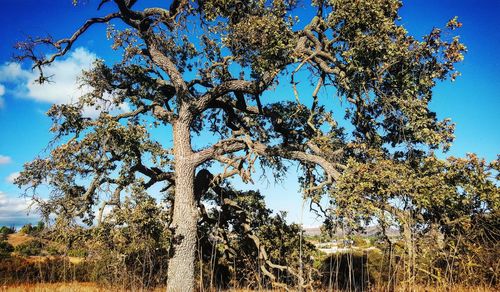 Low angle view of trees against blue sky