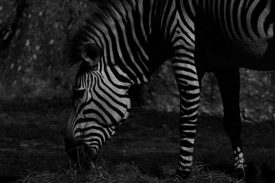 Zebras grazing in a zoo
