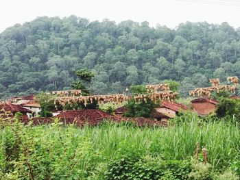 High angle view of trees on field