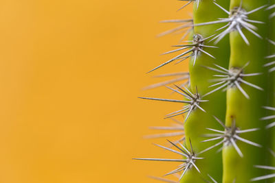 Close-up of cactus plant against yellow wall