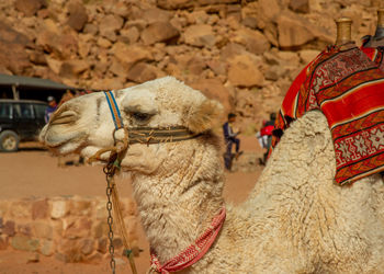 Camels in