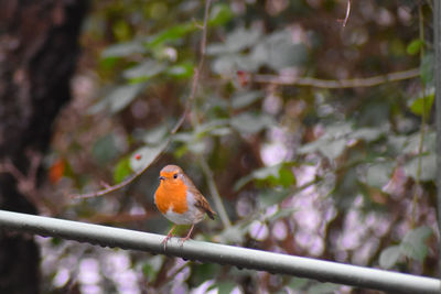 Close-up of bird perching on branch