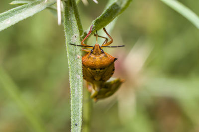 Close-up of insect on leaf