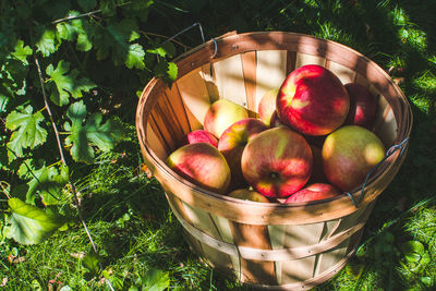 High angle view of apples in basket