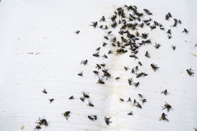 High angle view of insect on wood