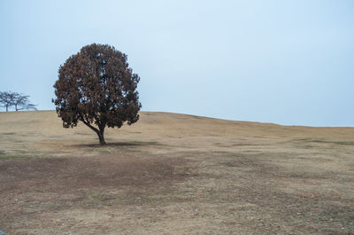 Trees on field against clear sky