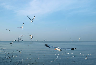 Seagulls flying over sea against sky