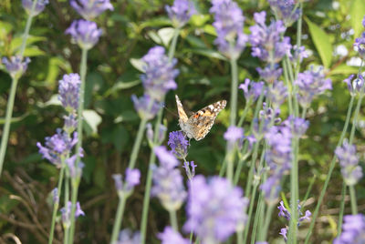 Close-up of butterfly pollinating on purple flowers