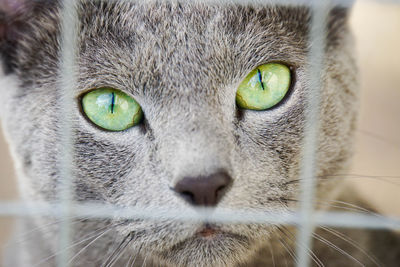 Close-up portrait of a cat