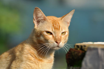 Close-up portrait of a yellow cat