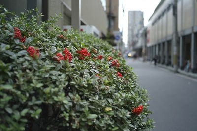 Red flowering plant in city