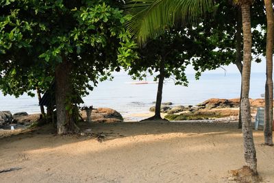Scenic view of palm trees on beach