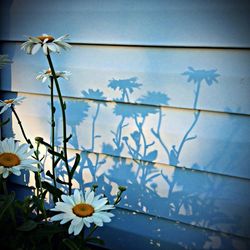 Close-up of white flowers