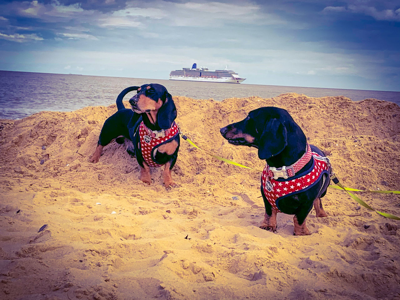 domestic animals, animal, animal themes, mammal, pet, dog, canine, one animal, beach, land, sand, sky, nature, sea, water, blue, full length, cloud, adult, clothing, outdoors, beauty in nature, women, day, scenics - nature, motion, horizon