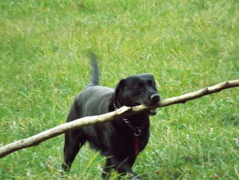 Dog lying on grassy field