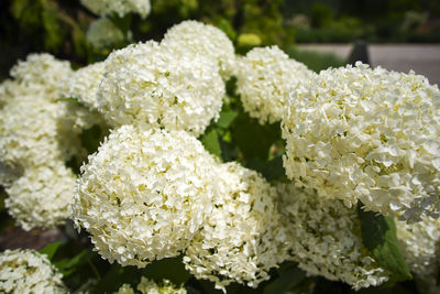 Close-up of white hydrangea flowers