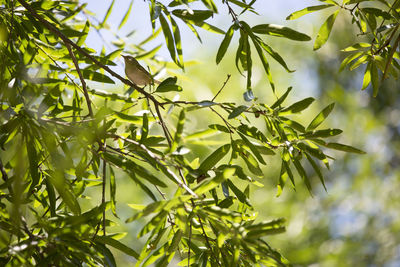 Low angle view of leaves on tree