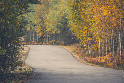 Empty road along trees in forest