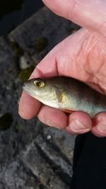 Close-up of cropped hand