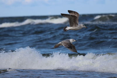 Seagull flying over sea against sky