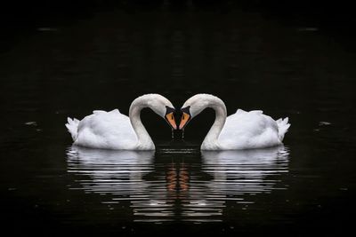 Swans swimming in lake