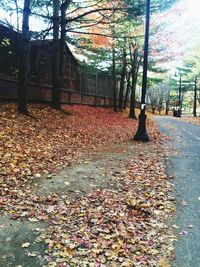 Autumn leaves on road